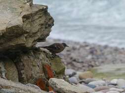 Image of Peruvian Seaside Cinclodes