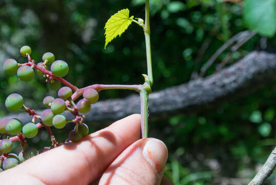 Image of summer grape