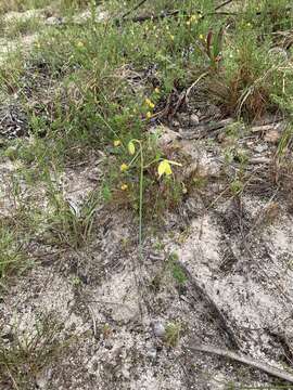 Image of Albuca cooperi Baker