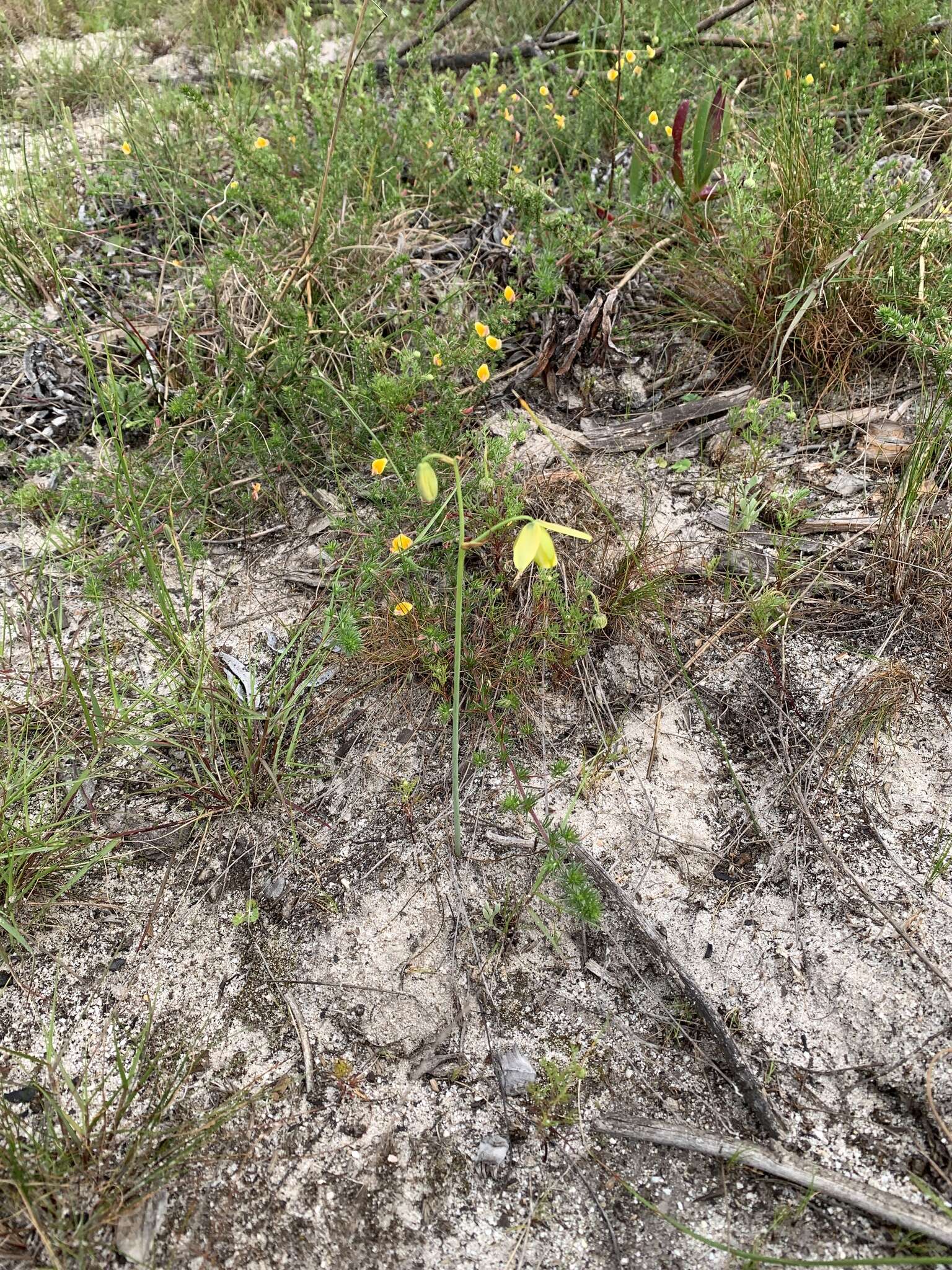 Image de Albuca cooperi Baker