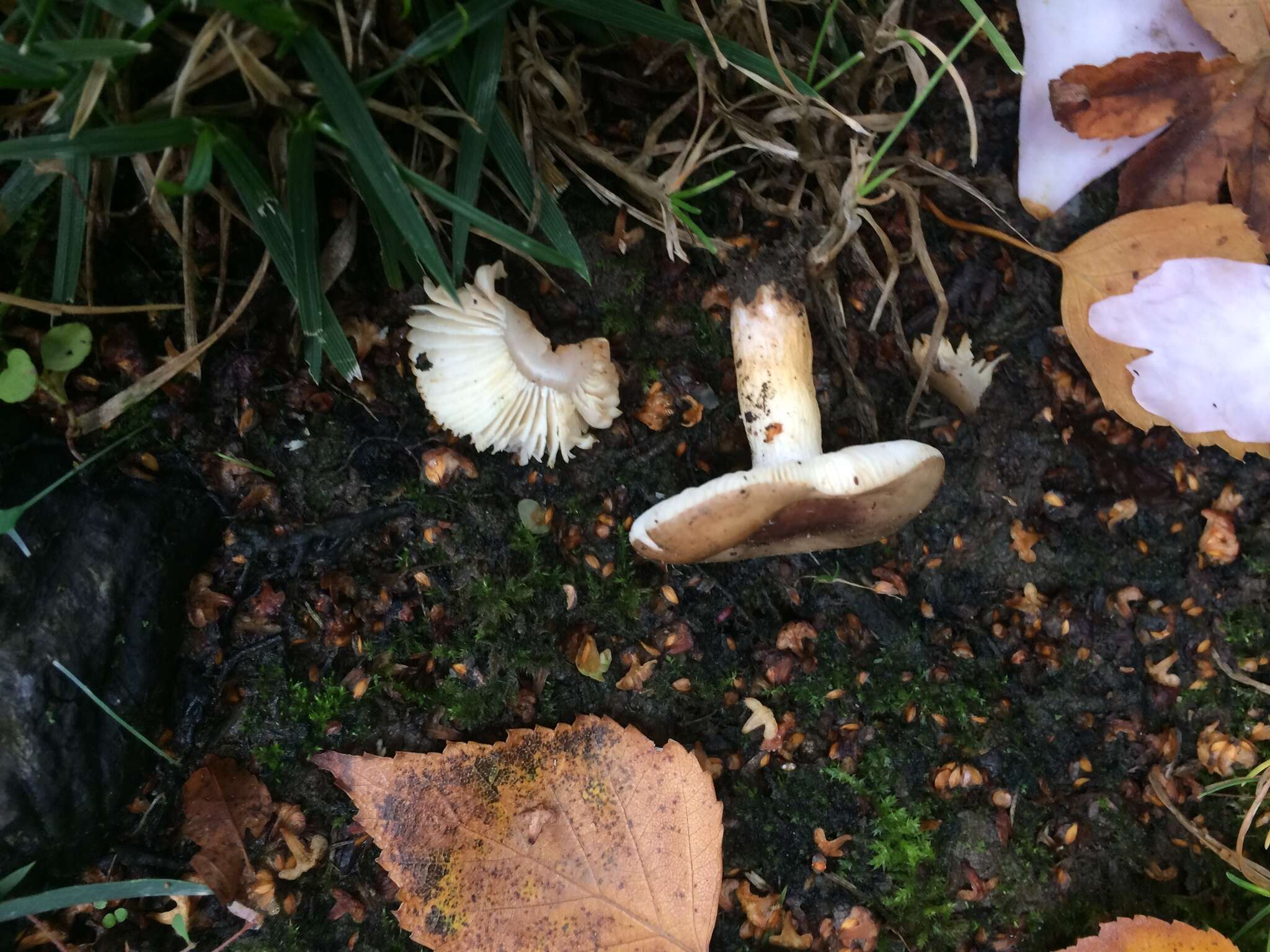 Imagem de Russula versicolor Jul. Schäff. 1931