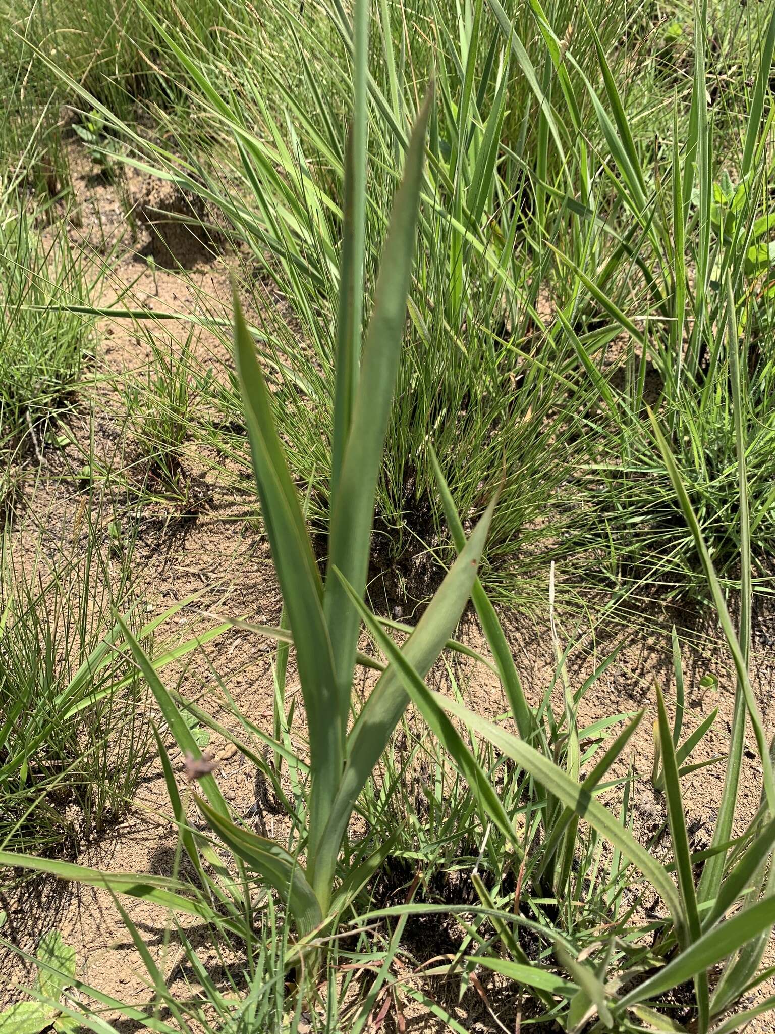 Image of Chlorophytum cooperi (Baker) Nordal