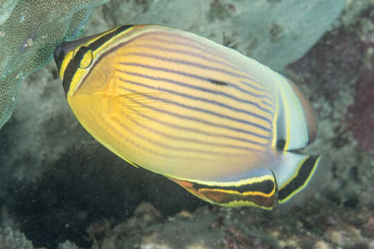 Chaetodon lunulatus Quoy & Gaimard 1825 resmi