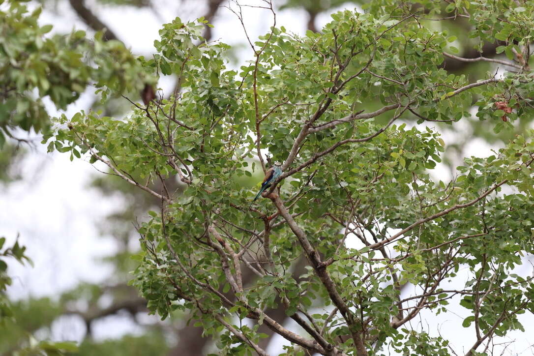 Image of Racket-tailed Roller