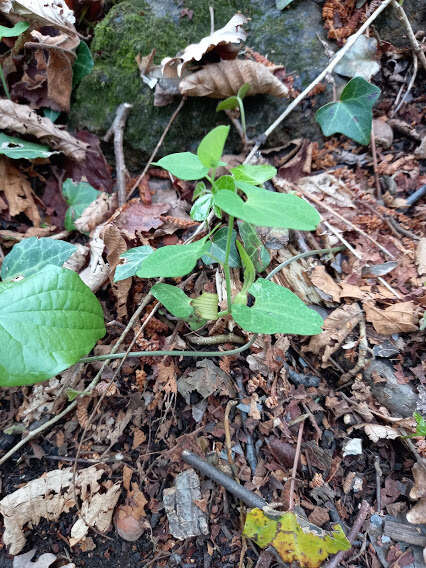 Image de Aristolochia pallida Willd.