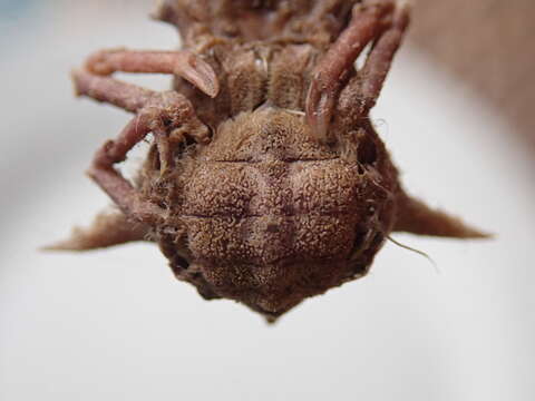 Image of Florida decorator crab