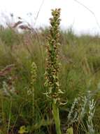 Image of Satyrium microrrhynchum Schltr.