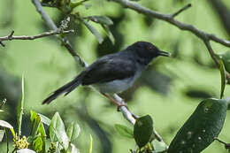 Image of Sharpe's Apalis