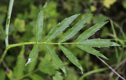 Image of stiff cowbane