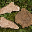 Image of Piedmont White Truffle