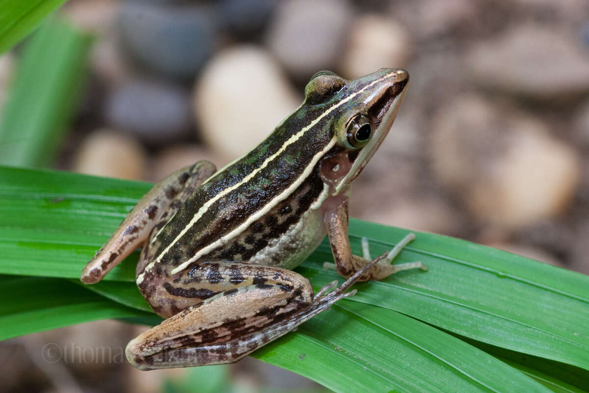 Image de Hylarana macrodactyla Günther 1858