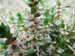 Image of black saltwort