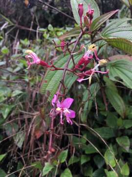 Oxyspora paniculata (D. Don) DC.的圖片