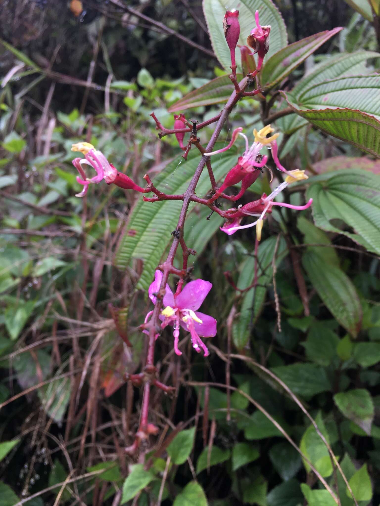 Image de Oxyspora paniculata (D. Don) DC.