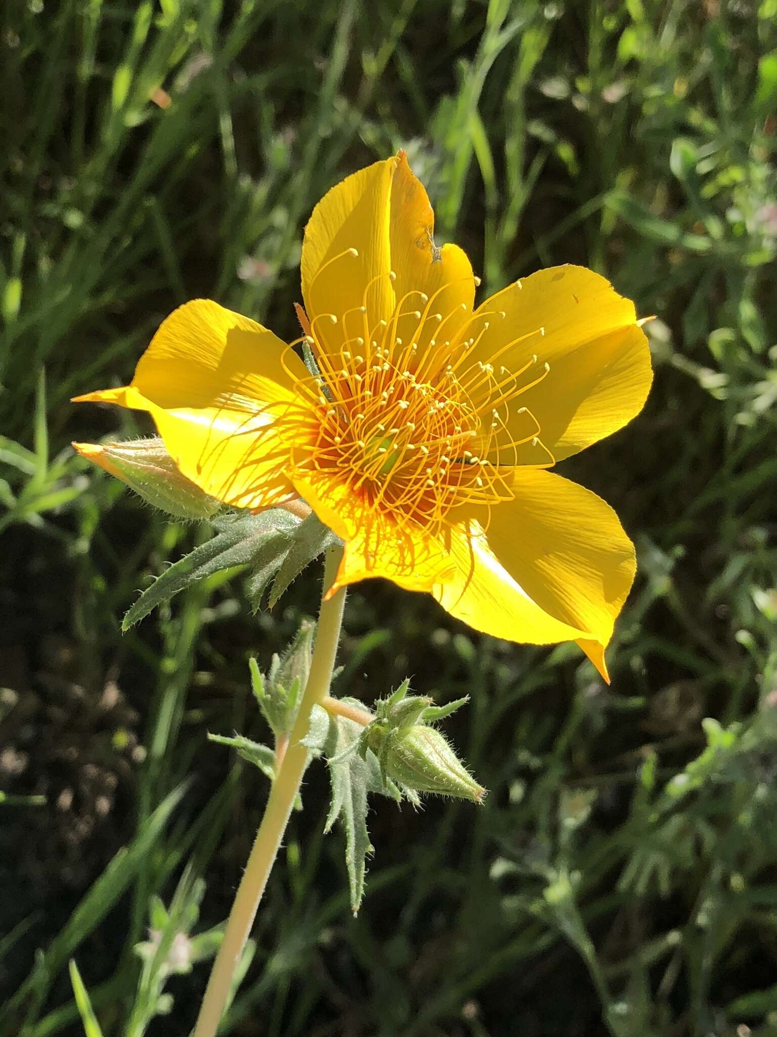 Image of Lindley's blazingstar