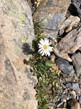 Image of Aster takasagomontanus Sasaki