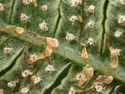 Image of Tree Fern Golden