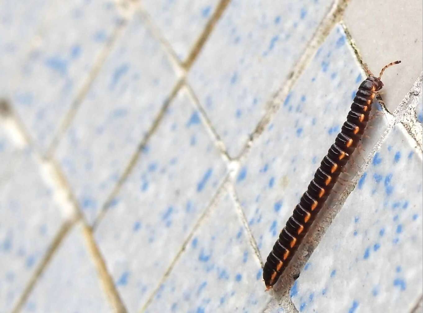 Image of Millipede