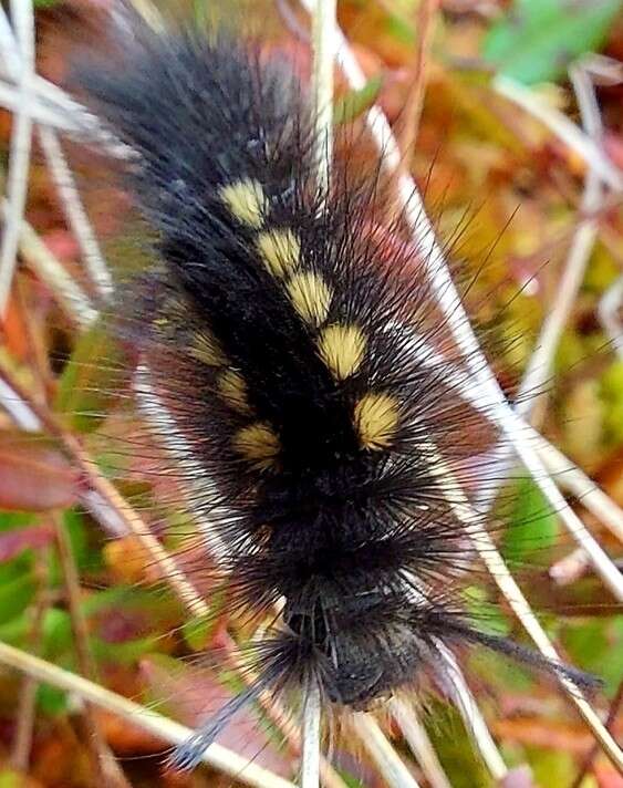 Image of Larch Tussock Moth