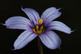 Image of swordleaf blue-eyed grass