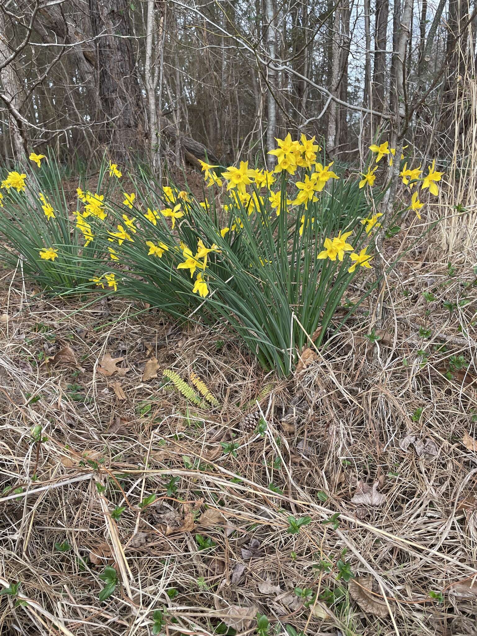 Narcissus odorus L. resmi