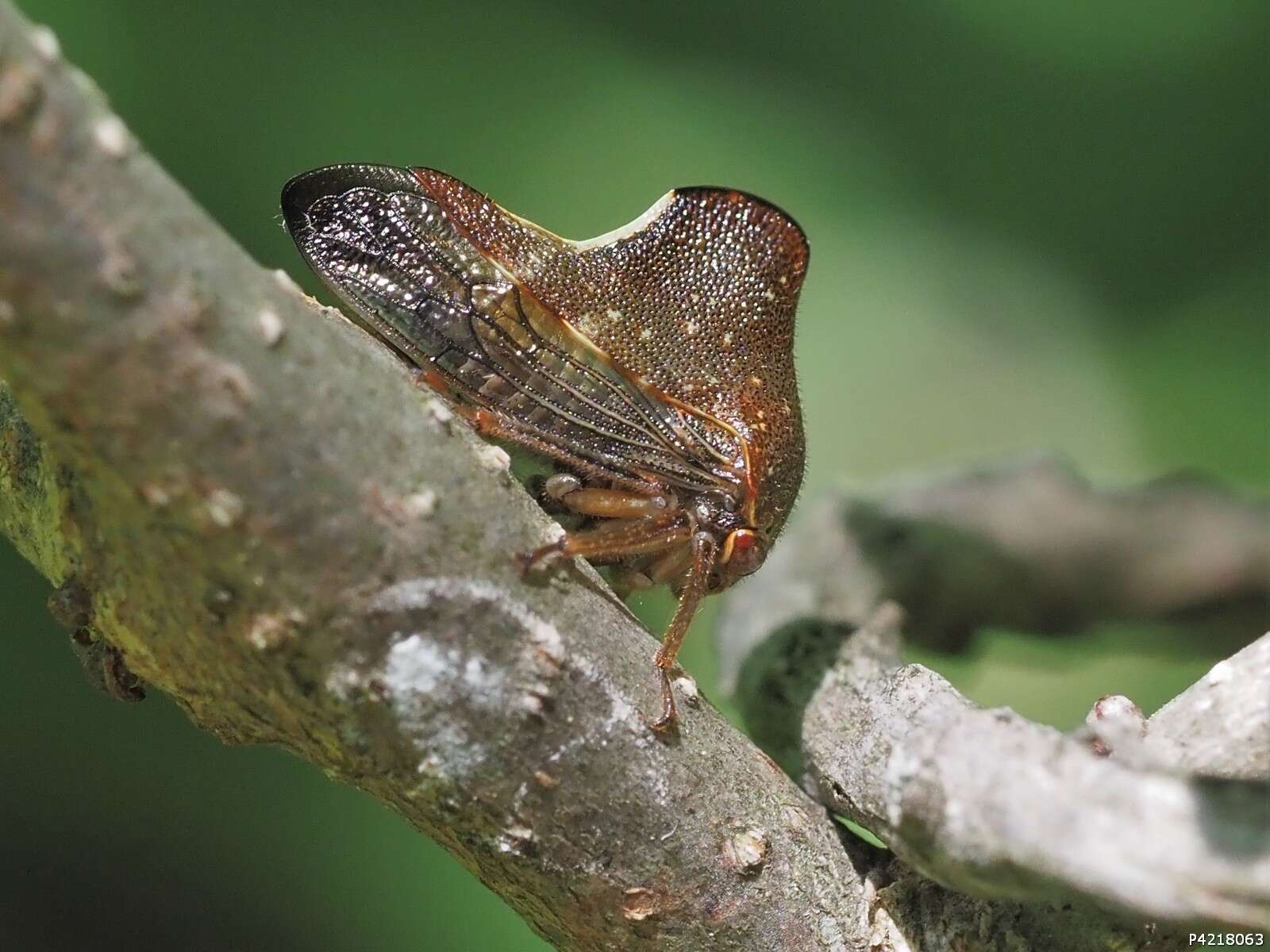 Image of Telamona monticola Fabricius