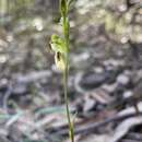 Image of Pterostylis crassa (D. L. Jones) G. N. Backh.