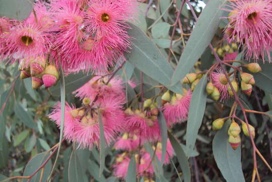 Image de Eucalyptus sideroxylon subsp. sideroxylon