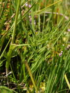 Image of Angelica pyrenaea (L.) Sprengel