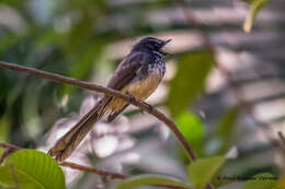 Image of White-spotted Fantail