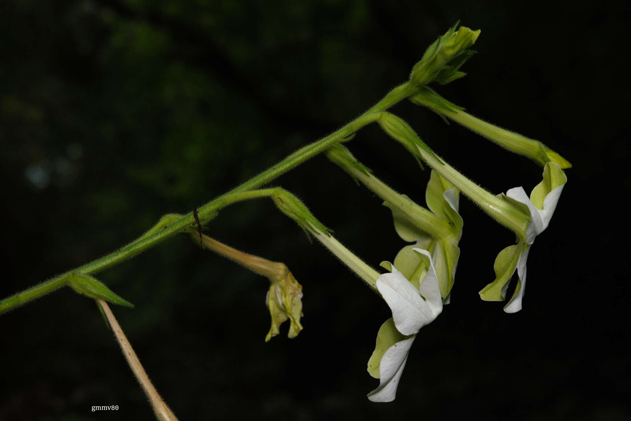 Image of jasmine tobacco