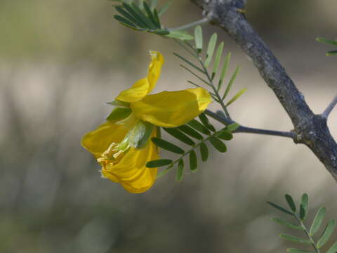 Sivun Gonopterodendron bonariense (Griseb.) Godoy-Bürki kuva