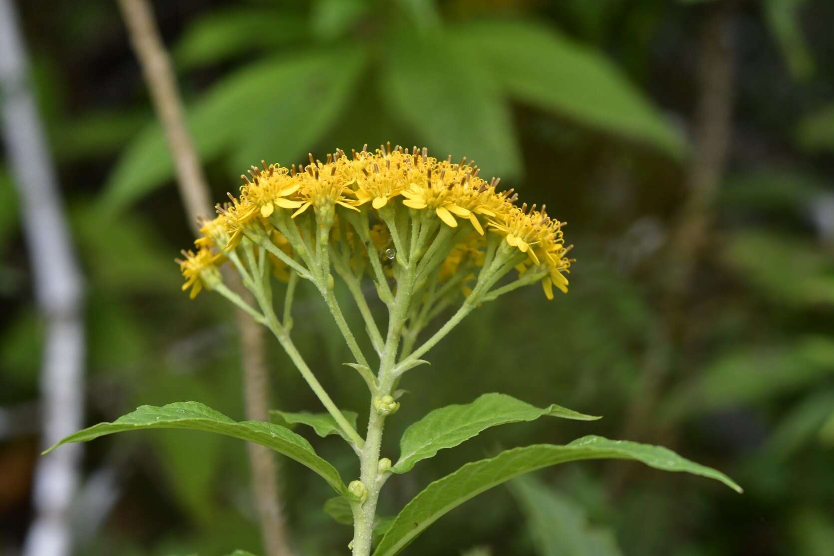 Imagem de Verbesina hypargyrea B. L. Rob. & Greenm.