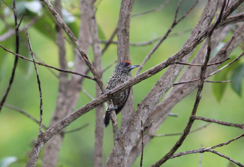 Слика од Picumnus albosquamatus d'Orbigny 1840