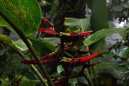 Image de Heliconia monteverdensis G. S. Daniels & F. G. Stiles