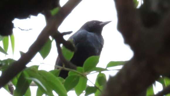 Image of Scrub Blackbird