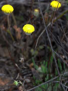 Image of Asteridea athrixioides (Sonder & Mueller) G. Kroner