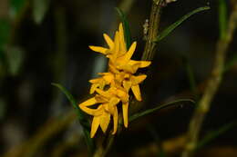 صورة Dendrobium jerdonianum Wight