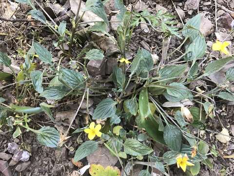 Image of Goosefoot Violet