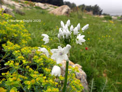 صورة Allium palaestinum