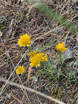 Image de Erigeron linearis (Hook.) Piper