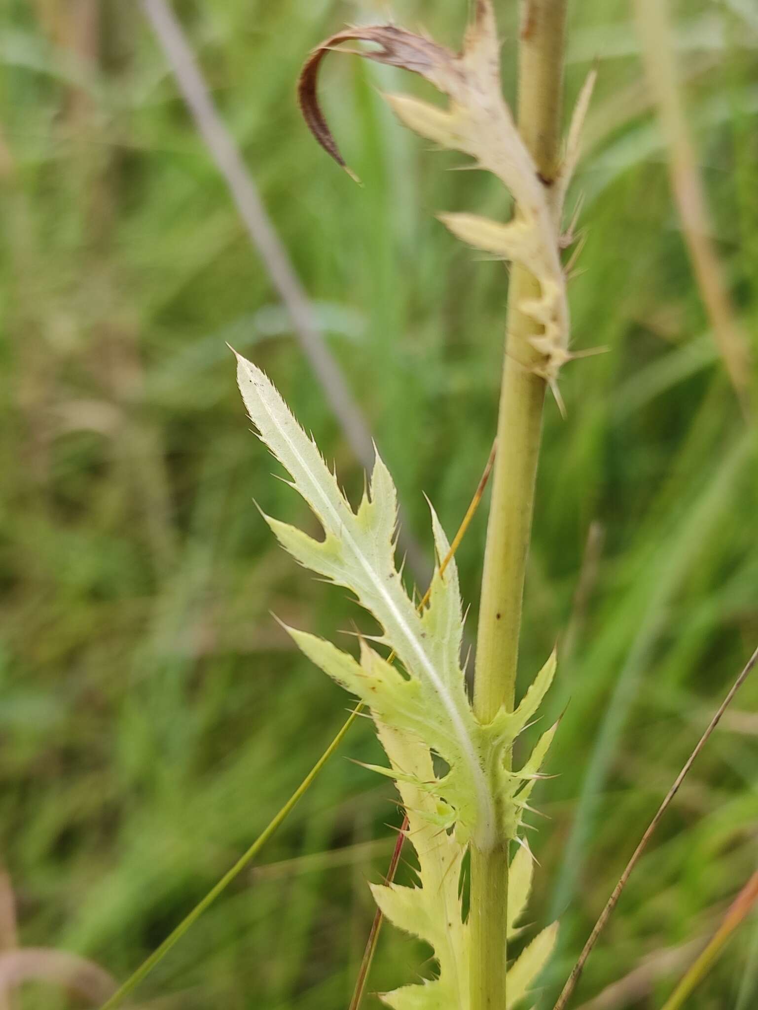 Image de Cirsium pendulum Fisch. ex DC.