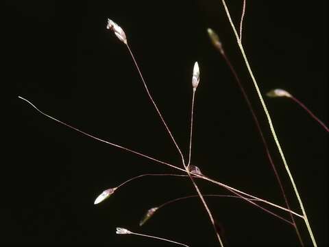 Image of bog muhly