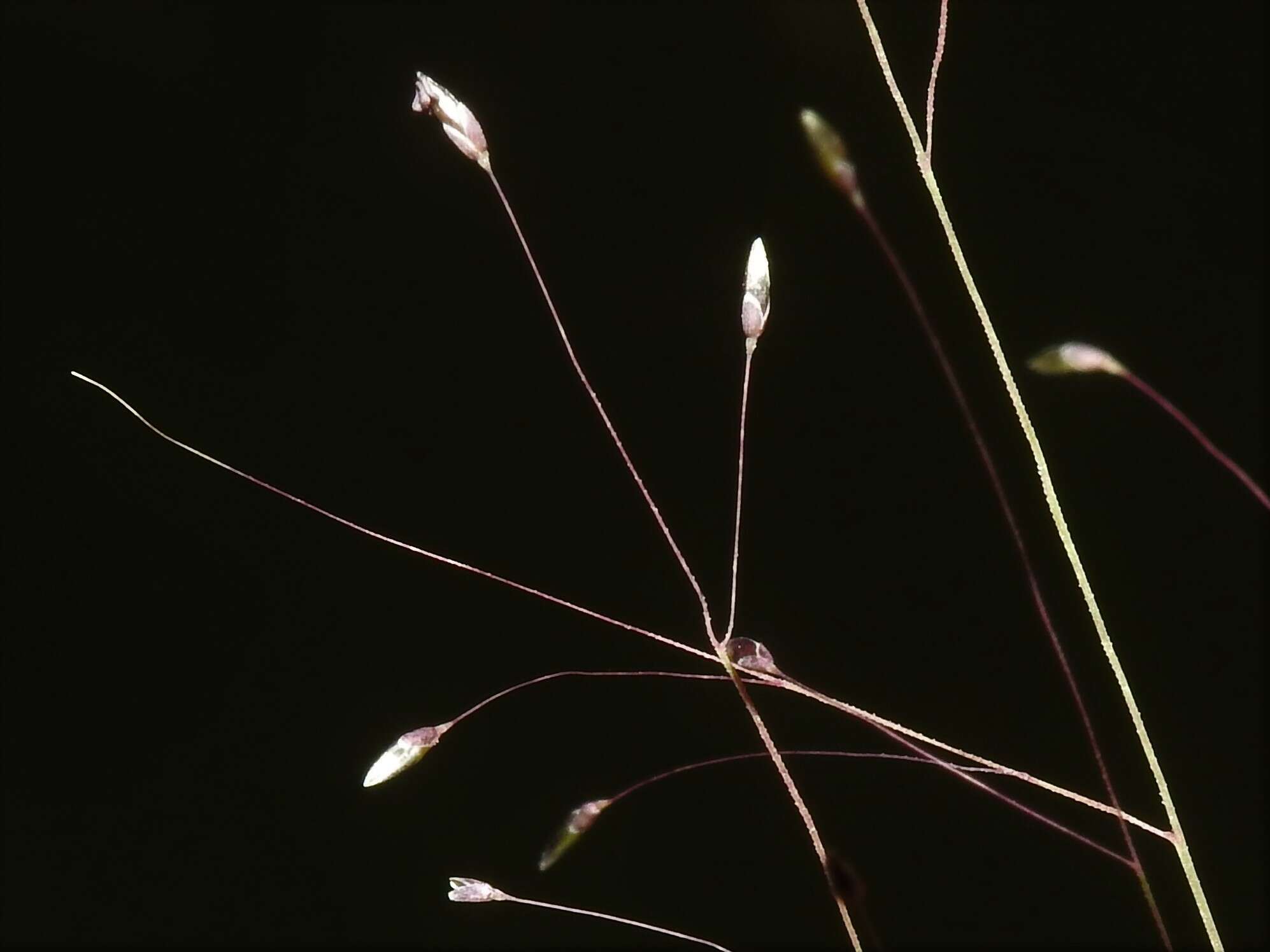 Sivun Muhlenbergia uniflora (Muhl.) Fernald kuva