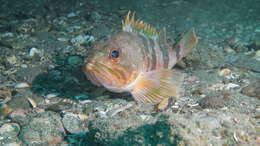 Image of Red gurnard perch