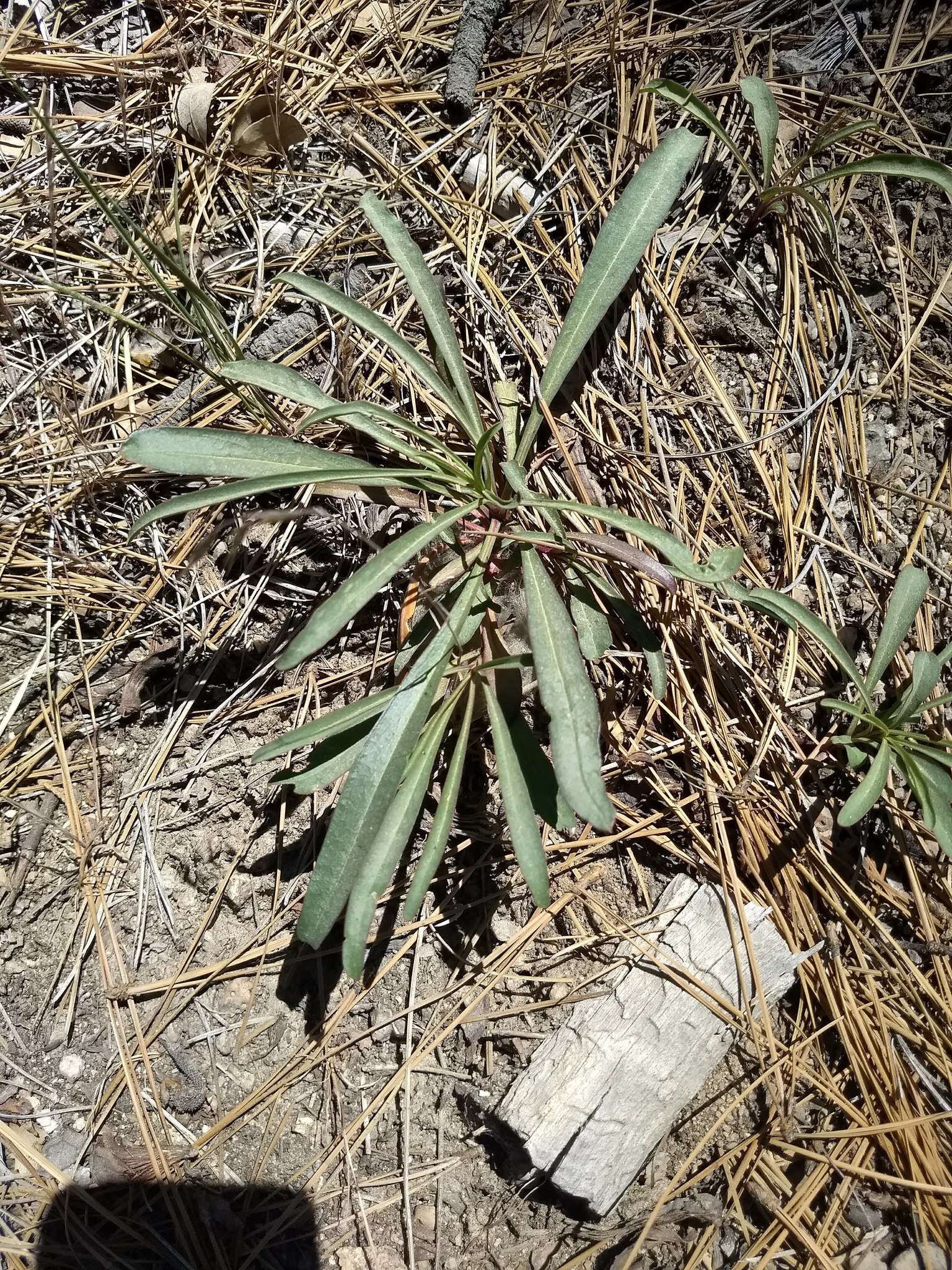 Sivun Penstemon labrosus (A. Gray) Mast. ex Hook. fil. kuva