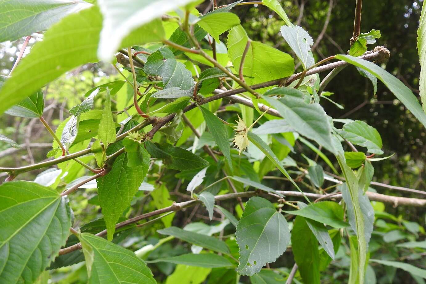 Imagem de Acalypha leptopoda Müll. Arg.