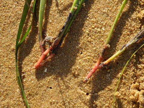 Image of Slender Seagrass