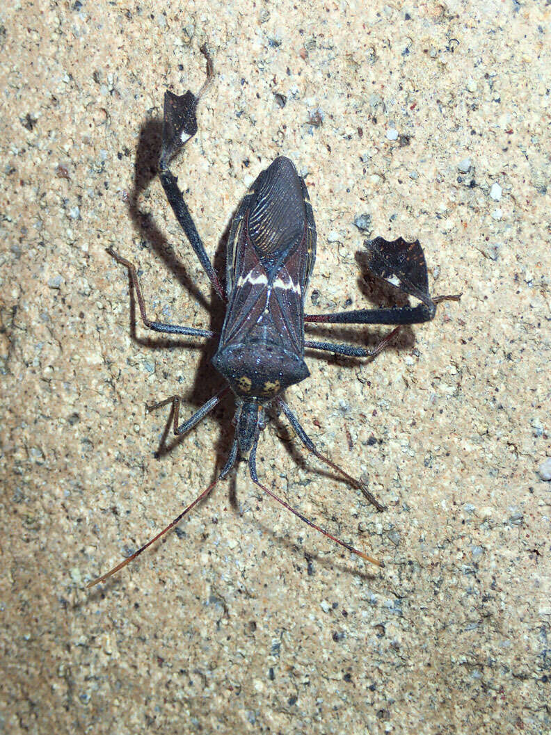 Leptoglossus zonatus (Dallas 1852) resmi