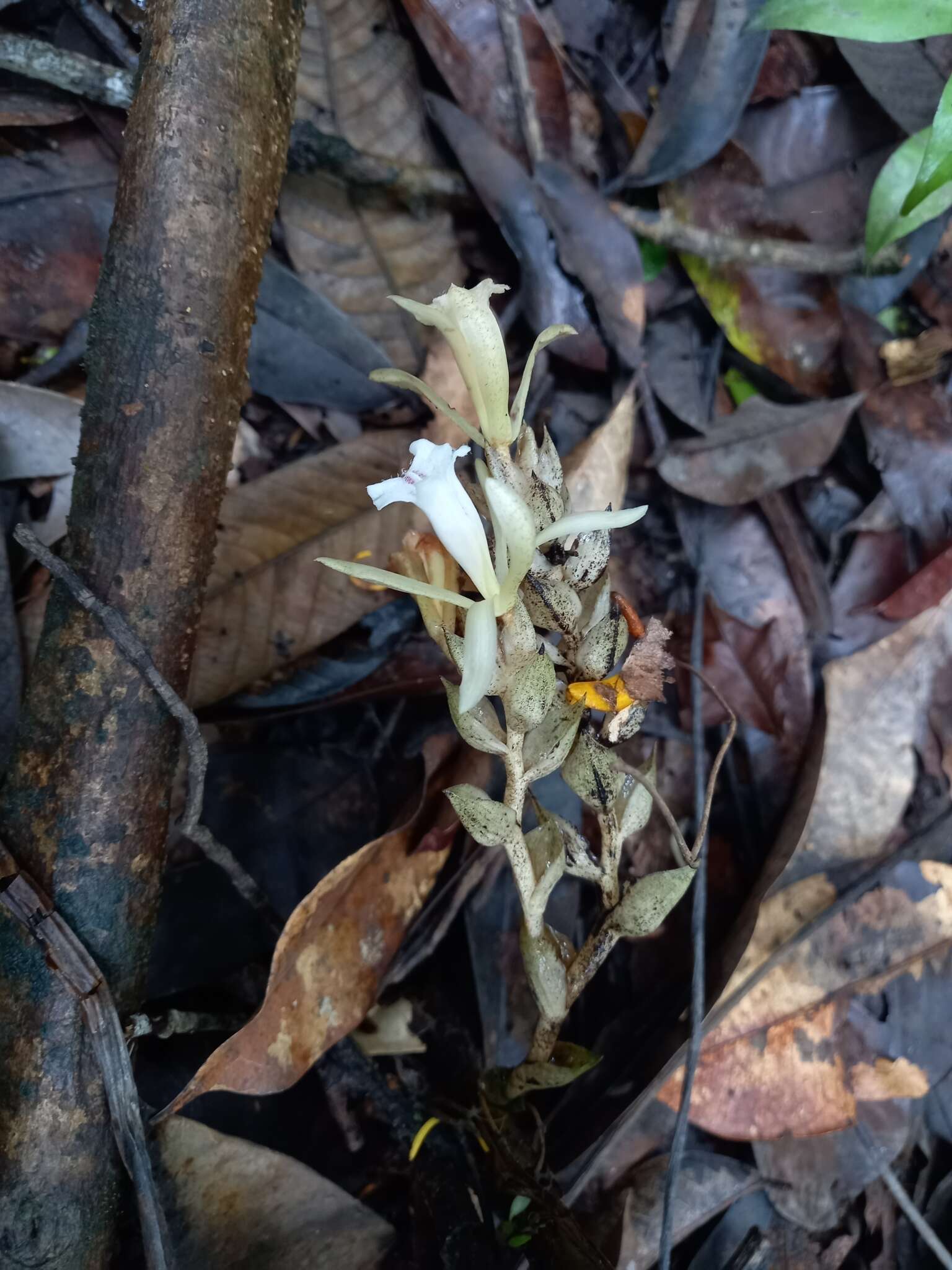 Sivun <i>Palmorchis pubescens</i> kuva